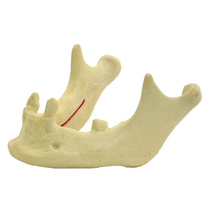 4009 - MANDIBLE WITH CANINES AND 2ND MOLAR (LEFT SIDE)