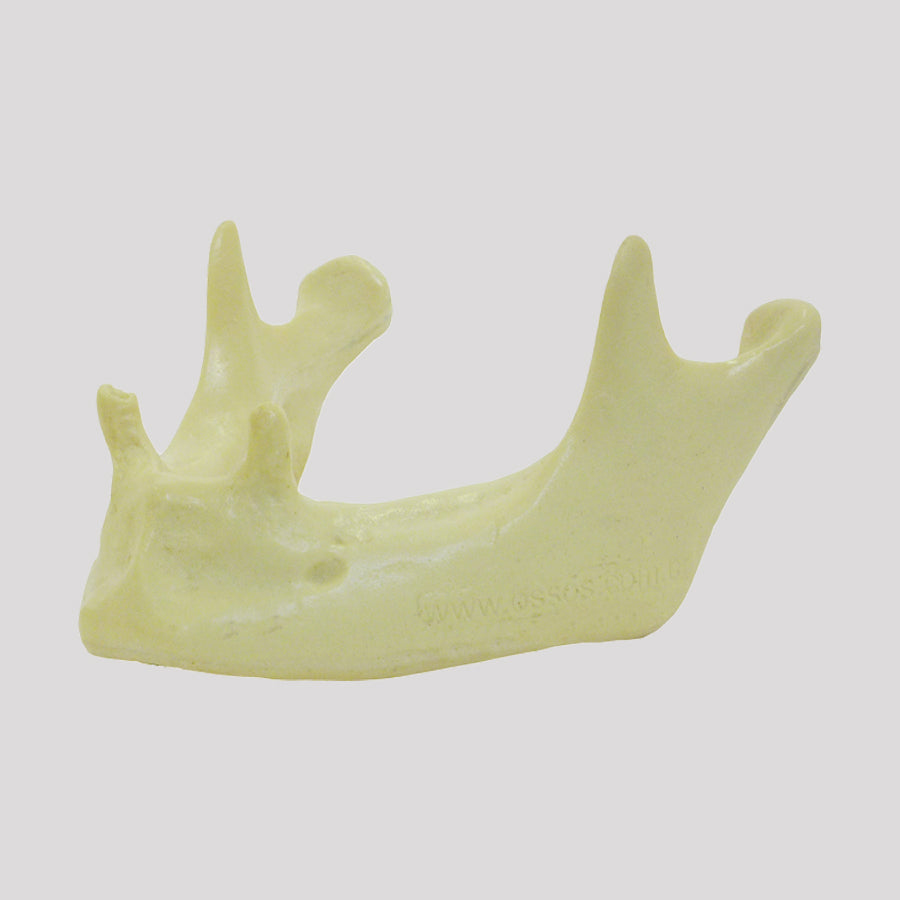 12290 - RADIOPAQUE MANDIBLE WITH PRE MOLARS