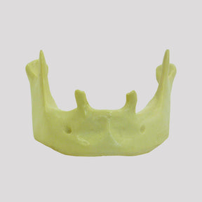 4011 - MANDIBLE WITH PRE MOLARS