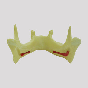 12290 - RADIOPAQUE MANDIBLE WITH PRE MOLARS