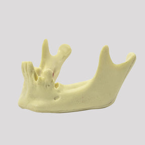 12286 - RADIOPAQUE MANDIBLE WITH SOME TEETH