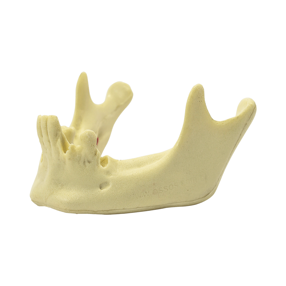 4012 - MANDIBLE WITH SOME TEETH