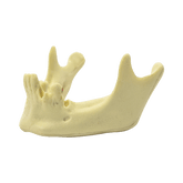 4012 - MANDIBLE WITH SOME TEETH