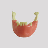 4012GT - MANDIBLE WITH SOME TEETH AND GUM