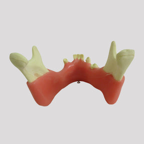 4012GT - MANDIBLE WITH SOME TEETH AND GUM