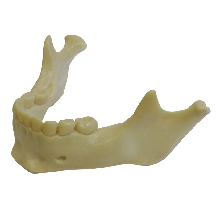 4013-1 - PEDIATRIC MANDIBLE WITH ALL TEETH