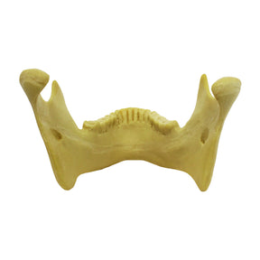 4013-3 - MANDIBLE WITH ALL TEETH FOR SKULL 9001