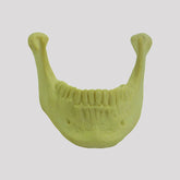 12283 - RADIOPAQUE MANDIBLE WITH ALL TEETH