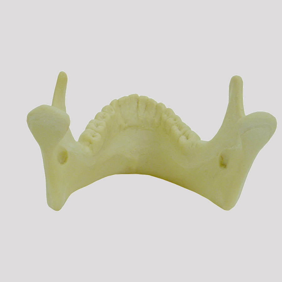 12283 - RADIOPAQUE MANDIBLE WITH ALL TEETH