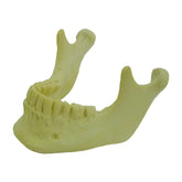 4013 - MANDIBLE WITH ALL TEETH