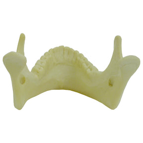 4013 - MANDIBLE WITH ALL TEETH