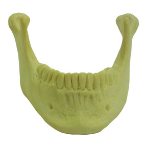 4013 - MANDIBLE WITH ALL TEETH