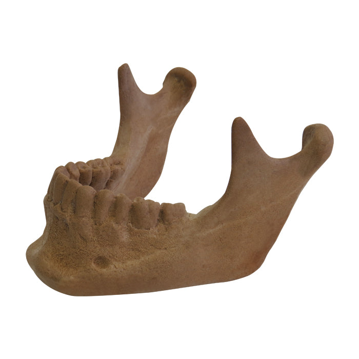 4013B - MANDIBLE WITH ALL TEETH RADIOPAQUE