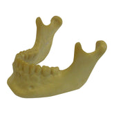 4013D - EXTRA HARD MANDIBLE WITH ALL TEETH