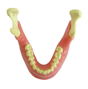 4013G - MANDIBLE WITH ALL TEETH AND GUM