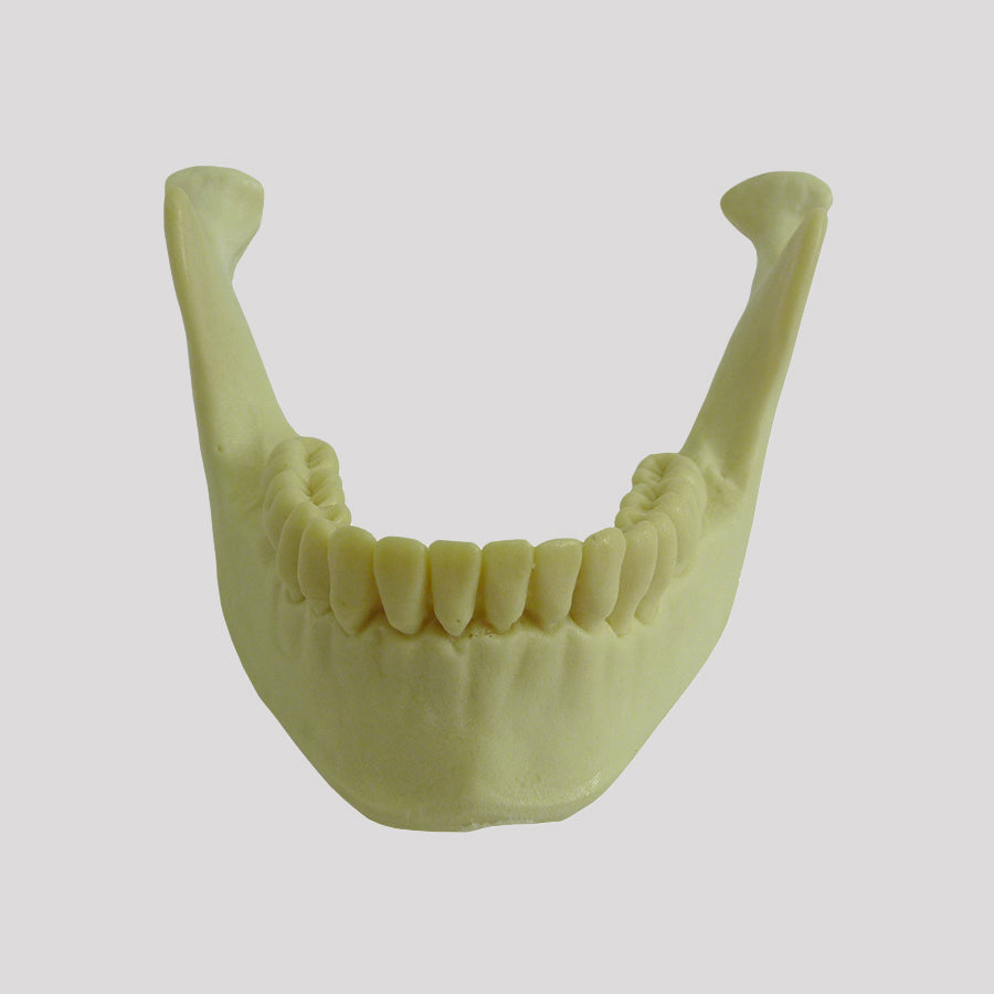 4013T - MANDIBLE WITH ALL TEETH