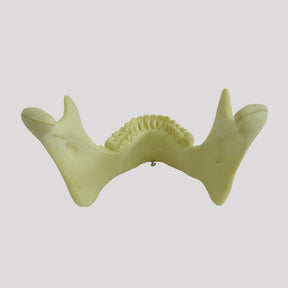 12279 - RADIOPAQUE JAW WITH ALL TEETH