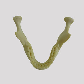 4013T - MANDIBLE WITH ALL TEETH