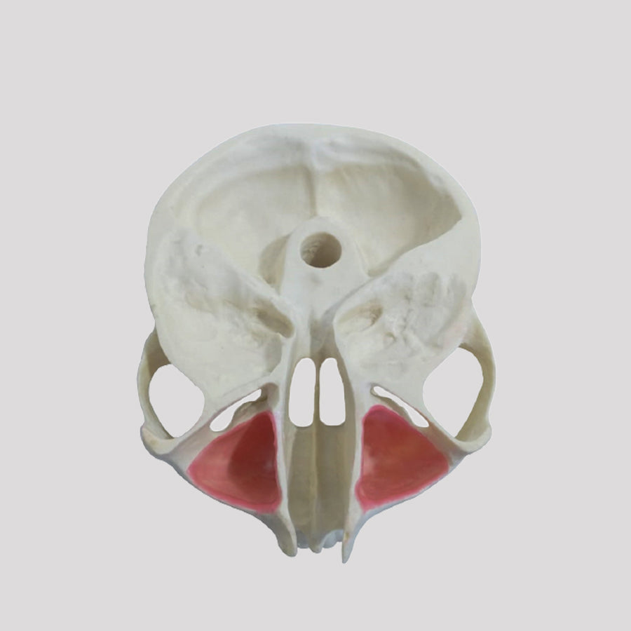 4016T - MAXILLA WITH ALL TEETH