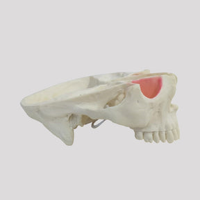 12300 - RADIOPAQUE MAXILLA WITH ALL TEETH