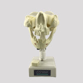 12272 - ACTIVE PRE MOLAR RADIOPAQUE DUMMY