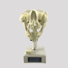 4022 - PREMOLAR MODEL - ACTIVE