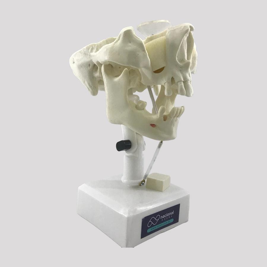 12272 - ACTIVE PRE MOLAR RADIOPAQUE DUMMY