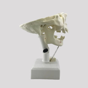 12272 - ACTIVE PRE MOLAR RADIOPAQUE DUMMY