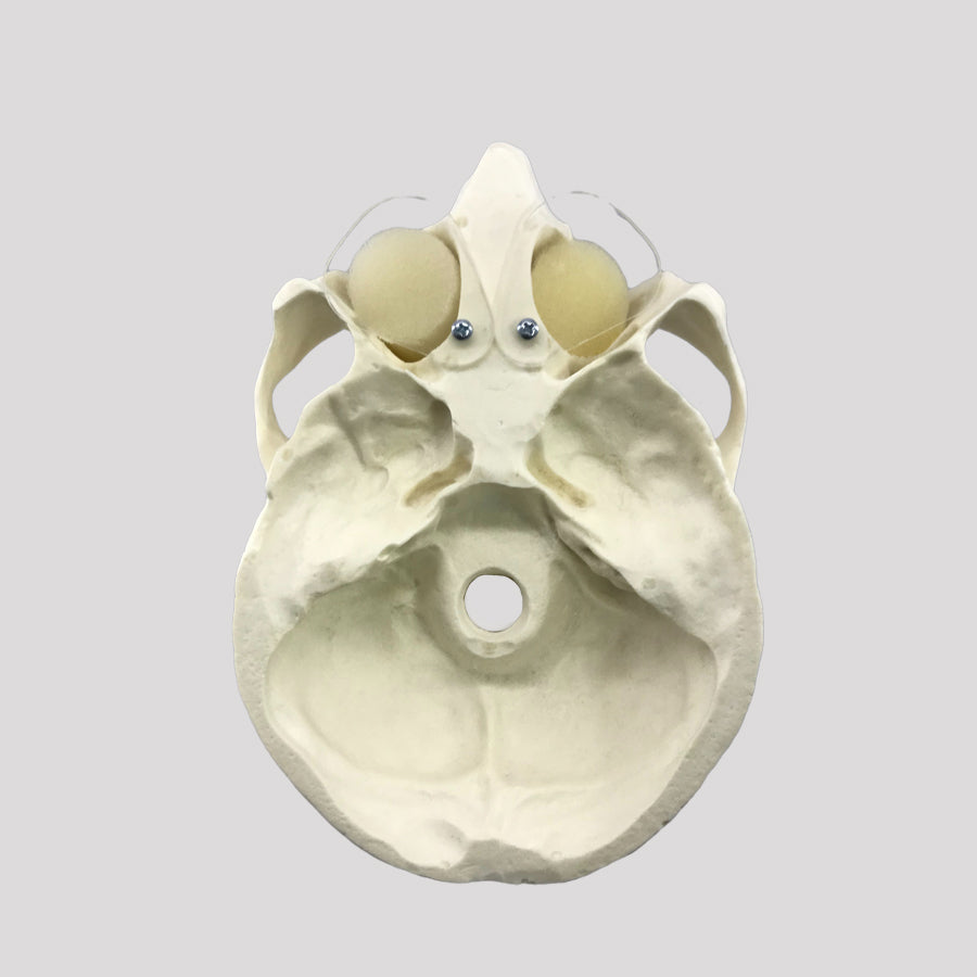 4022 - PREMOLAR MODEL - ACTIVE