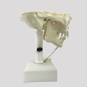 12272 - ACTIVE PRE MOLAR RADIOPAQUE DUMMY