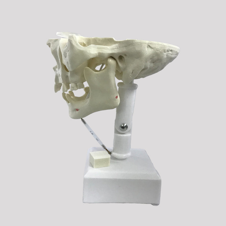 12272 - ACTIVE PRE MOLAR RADIOPAQUE DUMMY