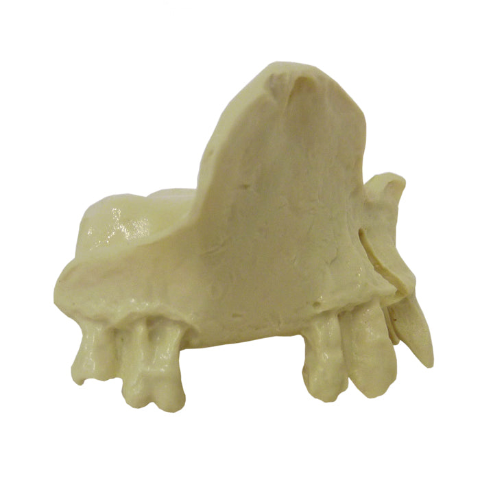 4030 - SMALL MAXILLA WITH SOME TEETH