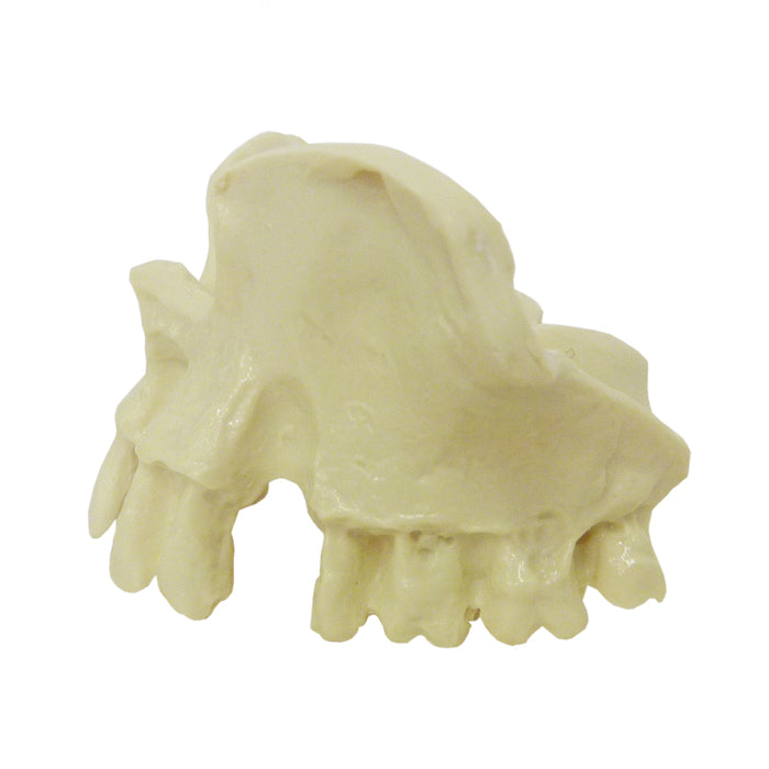 4030 - SMALL MAXILLA WITH SOME TEETH