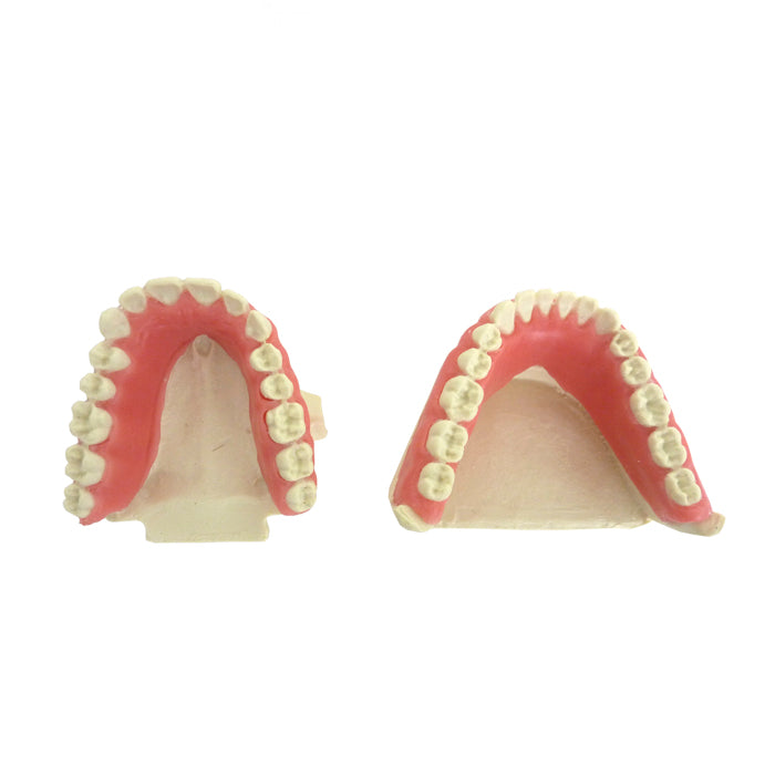 4033G - ORTHODONTHIC MODEL WITH EXPOSED ROOT AND GUM