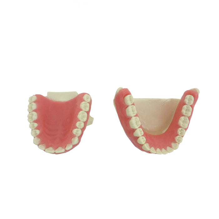 4035 - ORTHODONTIC MODEL WITH GUM