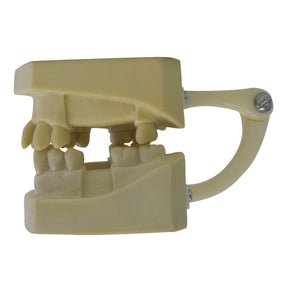 4048 - ARTICULATED MODEL WITH MISSING TEETH (4802/4701)