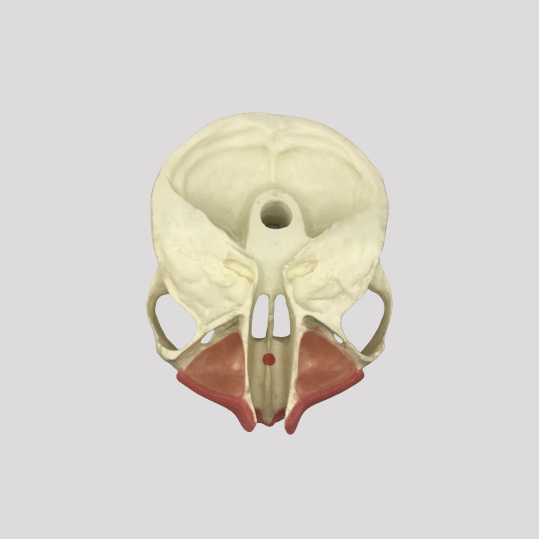 4050 GT - JAW FOR GINGIVECTOMY 2