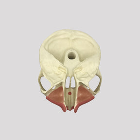 4050 GT - JAW FOR GINGIVECTOMY 2