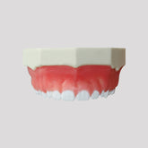 4052 - MAXILLA FOR GINGIVECTOMY