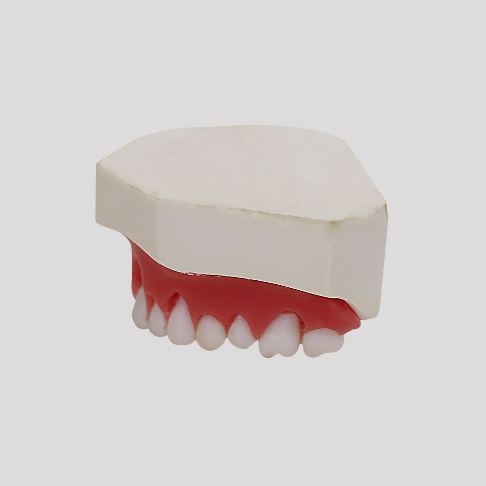 4054 - MAXILLA FOR PERIODONTOLOGY