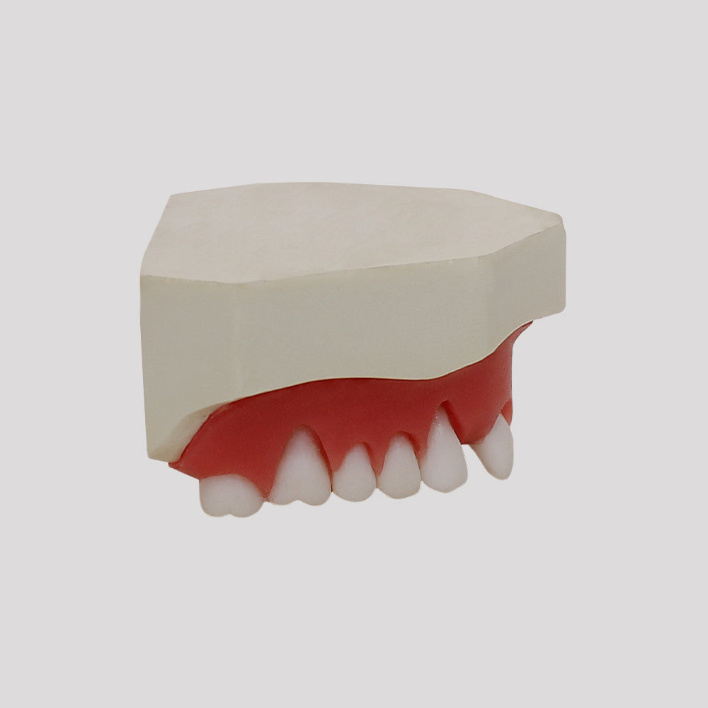 4054 - MAXILLA FOR PERIODONTOLOGY