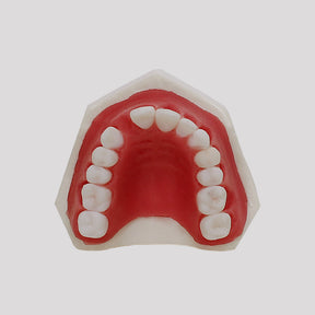 4054 - MAXILLA FOR PERIODONTOLOGY