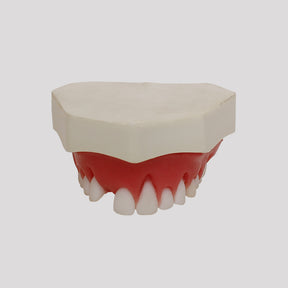 4054 - MAXILLA FOR PERIODONTOLOGY