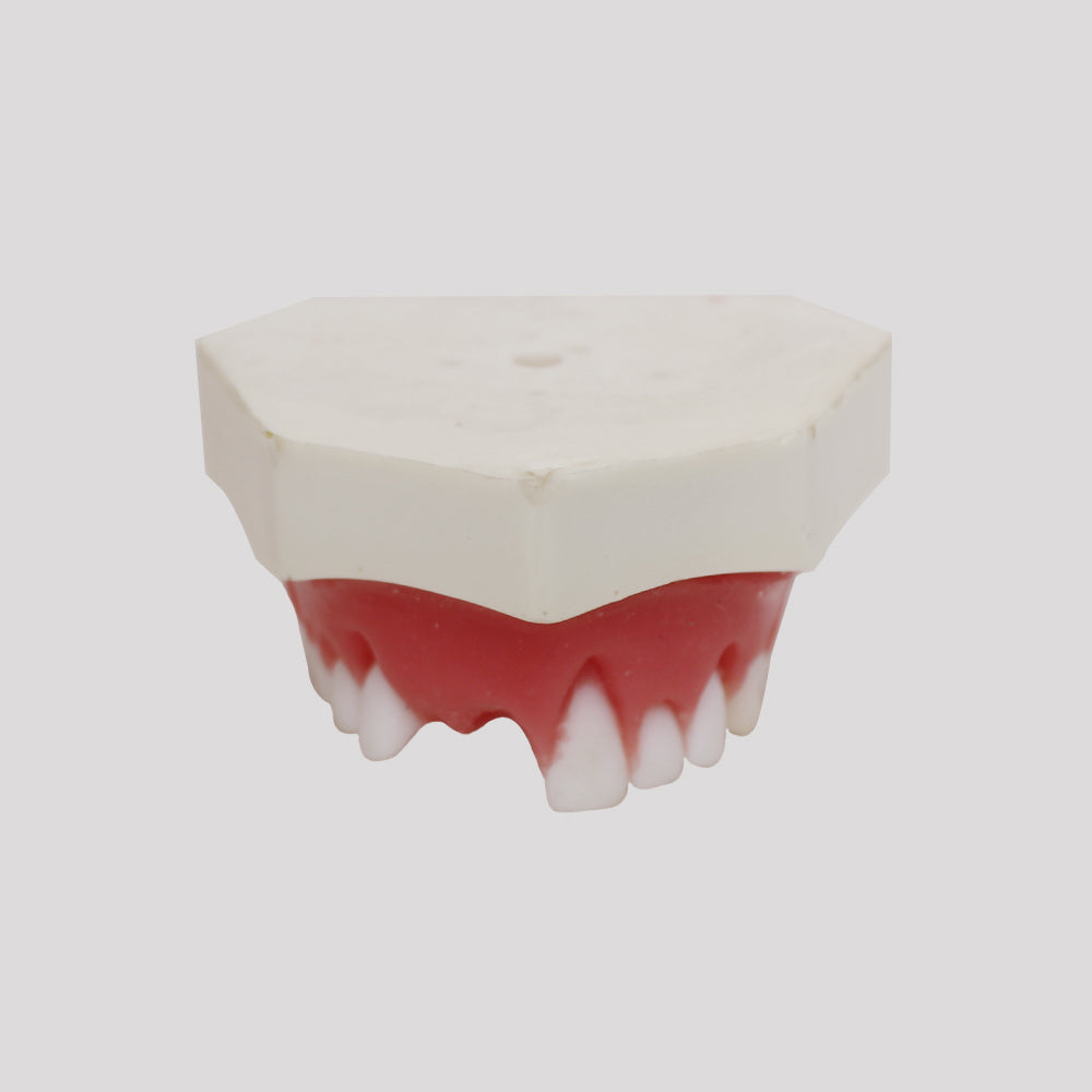 4054 - MAXILLA FOR PERIODONTOLOGY