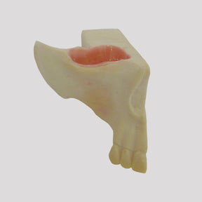 4055-BA - MAXILLARY SINUS WITH SUPPORT BLOCK