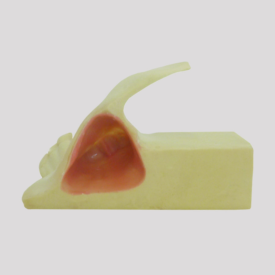 4055-BA - MAXILLARY SINUS WITH SUPPORT BLOCK