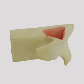 4055-BA - MAXILLARY SINUS WITH SUPPORT BLOCK