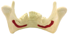 4058 - MANDIBLE WITH NERVE AND MISSING TEETH (33 AND 46)