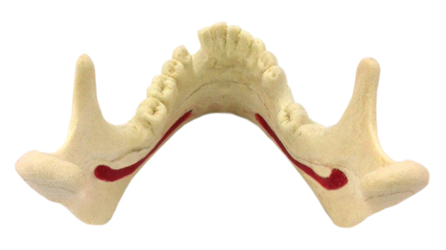 4058 - MANDIBLE WITH NERVE AND MISSING TEETH (33 AND 46)