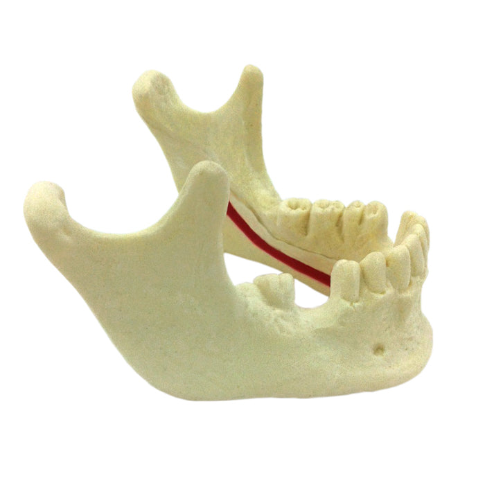 4058 - MANDIBLE WITH NERVE AND MISSING TEETH (33 AND 46)